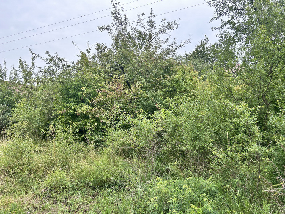 Teren intravila 600 mp - Valea Sigmirului  5000 eur ar