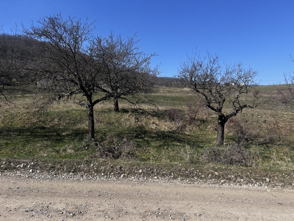 17 parcele Teren extravilan Drumul Dumitrei Noi 