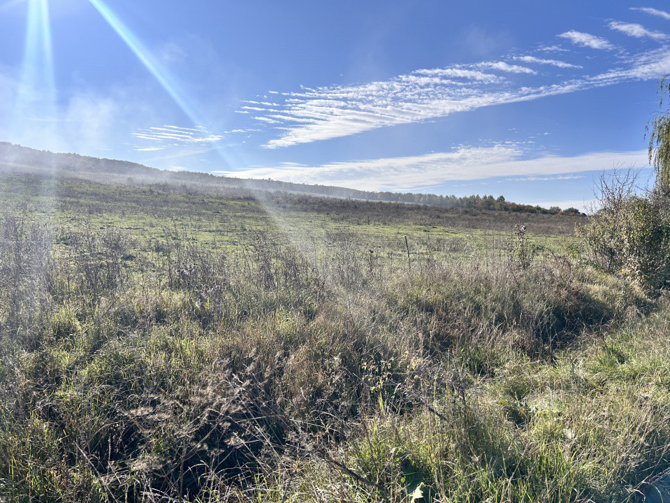 Teren extravilan Cighir 1,6 ha - la drumul principal