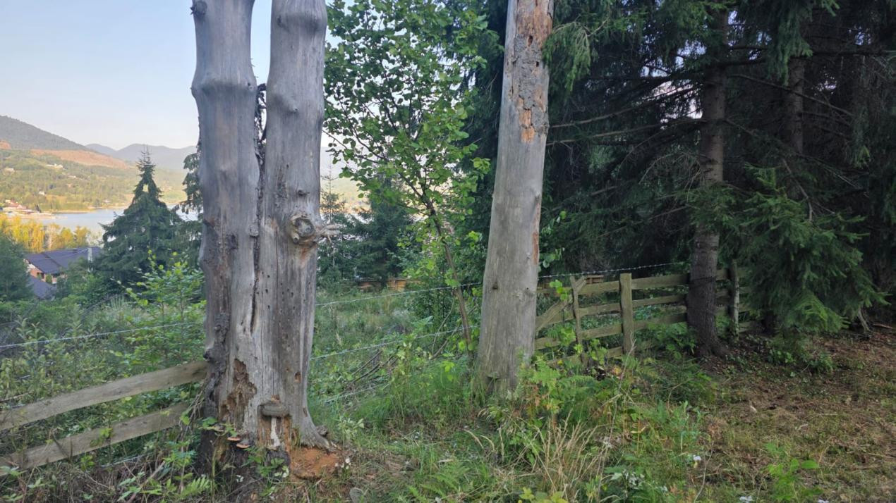 Teren Colibita 5100 mp, sau doua parcele 17 si 24 ari cu utilitati